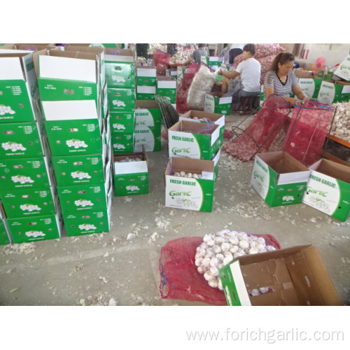 Normal Fresh  White Garlic For Export